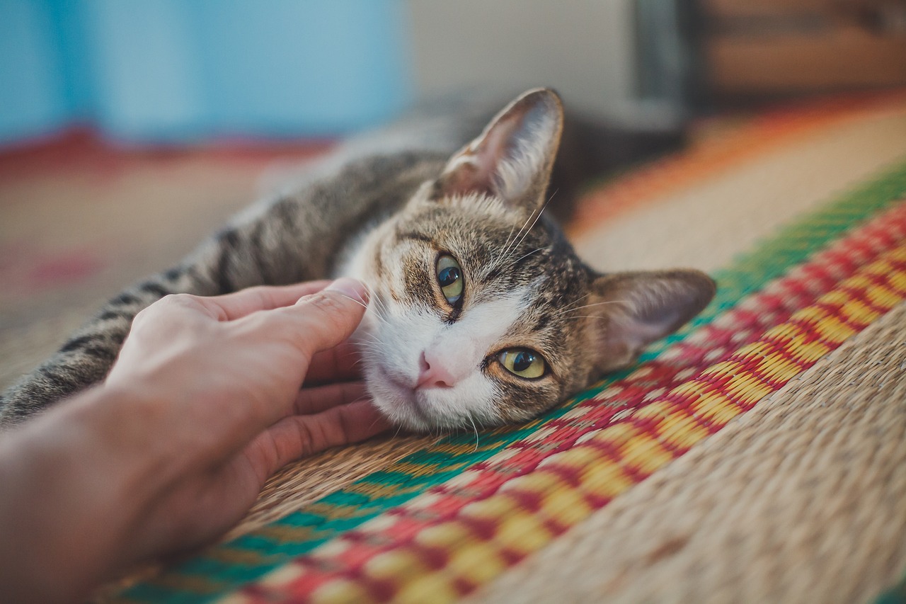 The Benefits of a Regular Bathing Routine for Pets